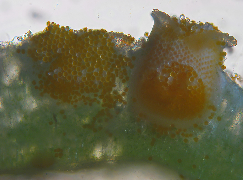 Puccinia sp. su Adenostyles